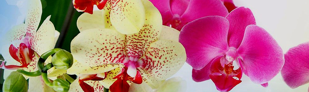 Фотопечать на потолках